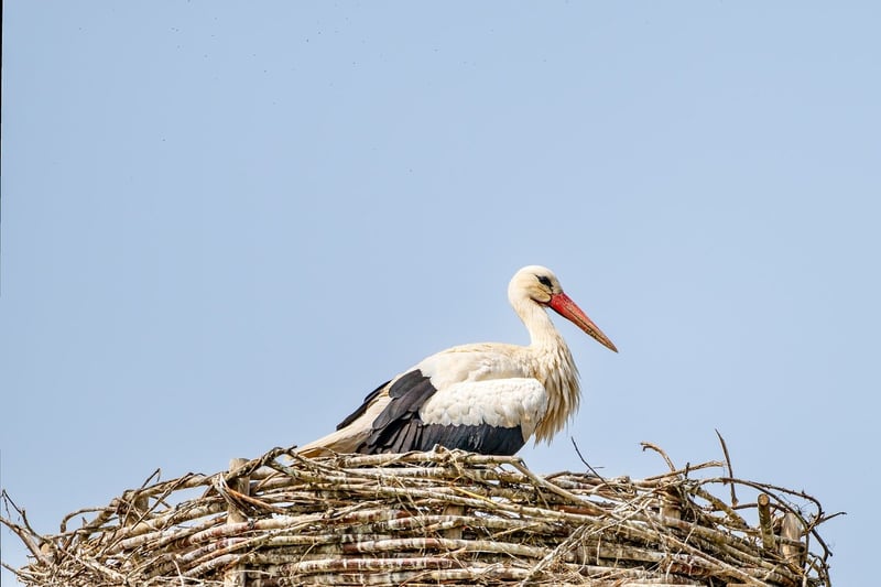 Phoenix Nests